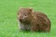 Wombat